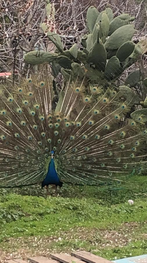 Alojamiento Los Nogales Santa Cruz Zewnętrze zdjęcie