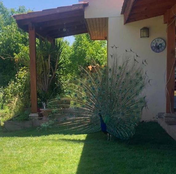 Alojamiento Los Nogales Santa Cruz Zewnętrze zdjęcie